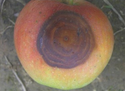 苹果轮纹病治理措施,苹果轮纹病怎么治疗最好