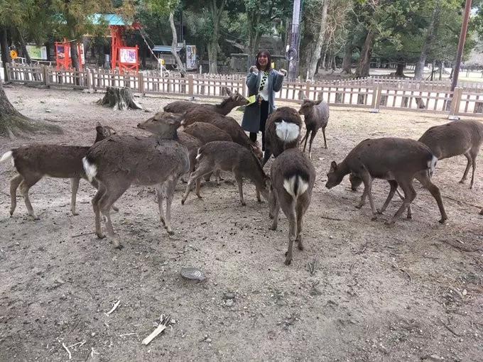 因疫情影响旅游,受疫情影响的日本旅游业