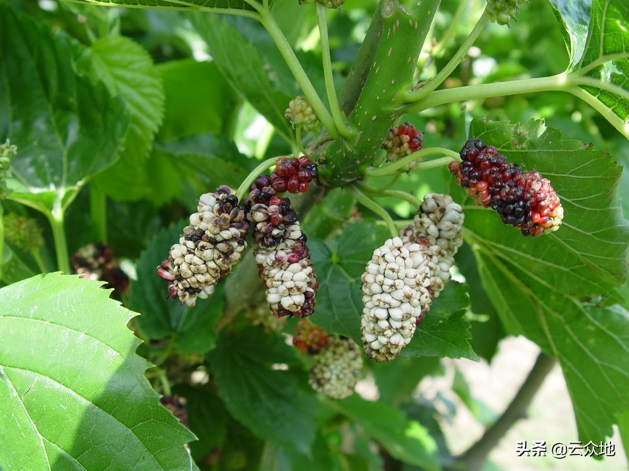 桑葚白果病可防不可治,见到桑葚白果已经晚了,重点抓开花期用药