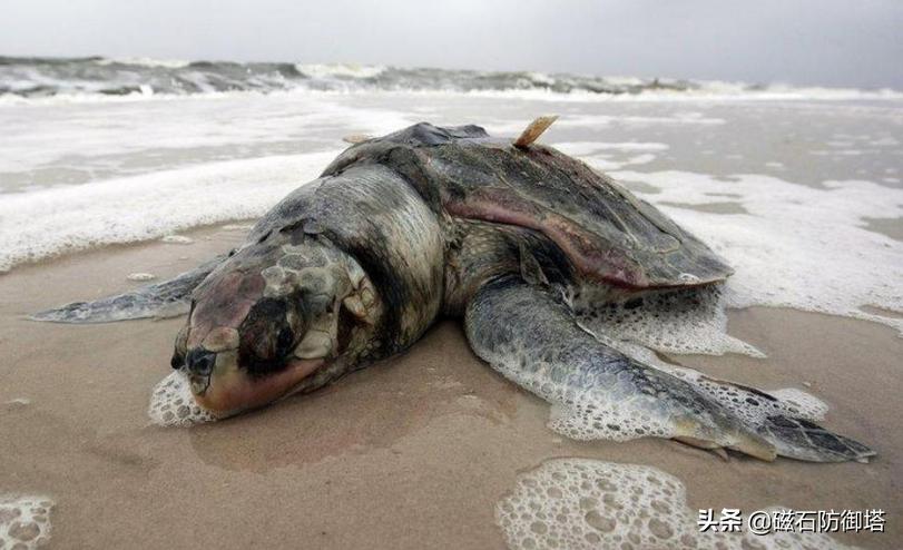 饲养箱爬虫,饲养箱乌龟