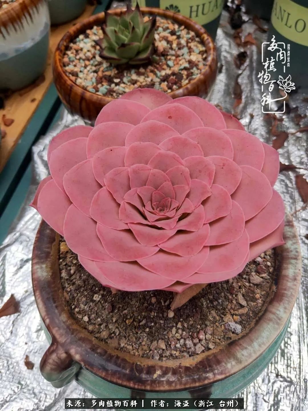 独爱玫瑰与法师！解密金老板和他的屋顶御花园