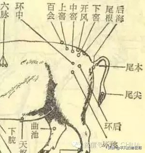 猪注射部位图片大全,猪肌内注射怎么操作