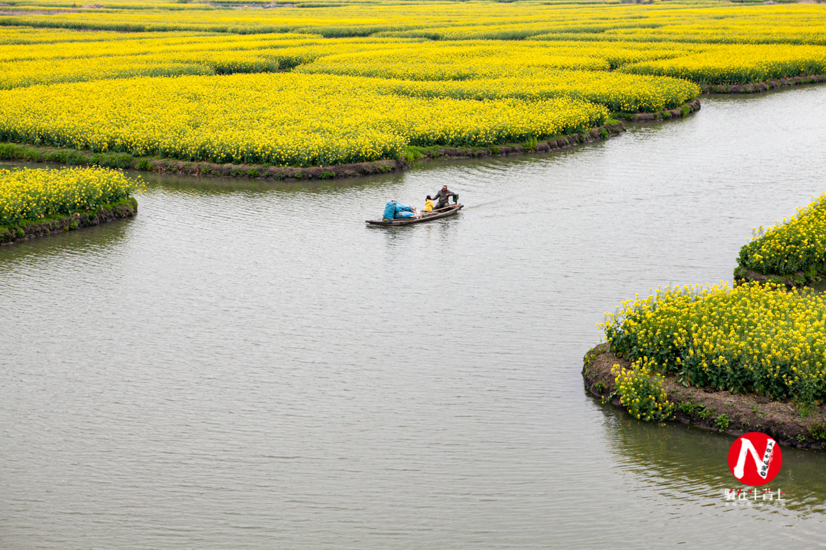 兴化三日游自驾游路线,去兴化看油菜花海攻略