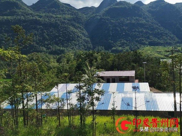 杨蓉鸿:镇宁大山深处喂养野蜂的苗家人