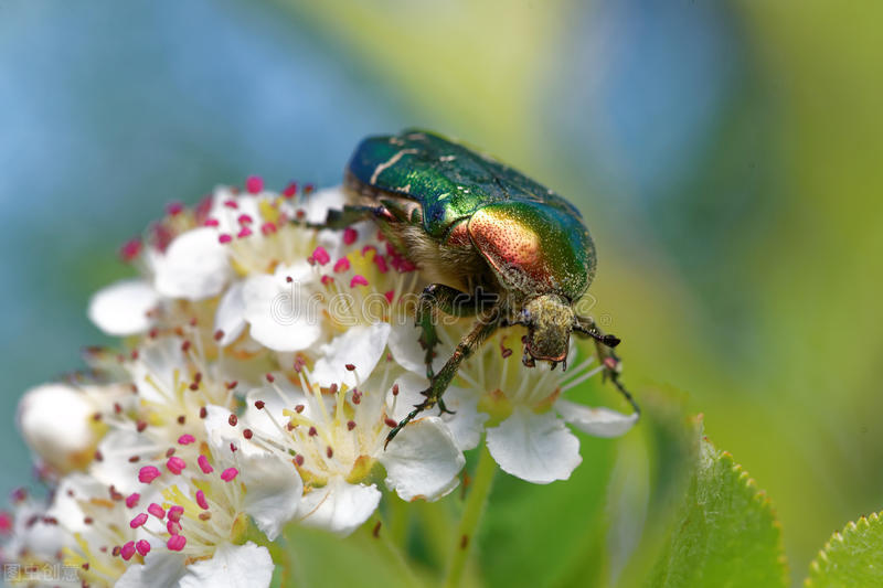 金龟子的昆虫知识,知了星天牛金龟子都是害虫么