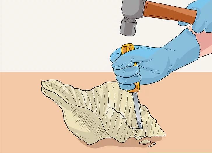 海螺尾部是黄还是屎可以吃吗,海螺尾部是肝脏还是屎