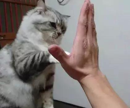 猫咪傲娇，为什么那么多人养？喜欢猫的18个理由，每个都无法反驳