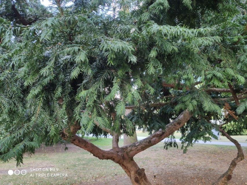 红豆杉树是什么样子图片,法国人种植发电树