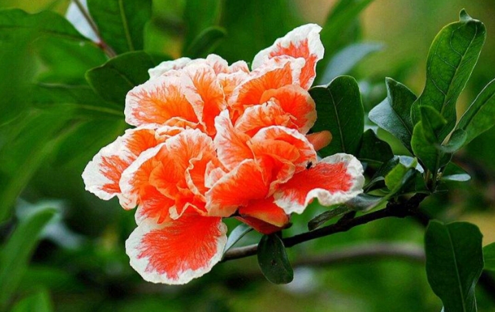 盆栽石榴树什么品种是甜的,石榴树带果实能用水培繁殖