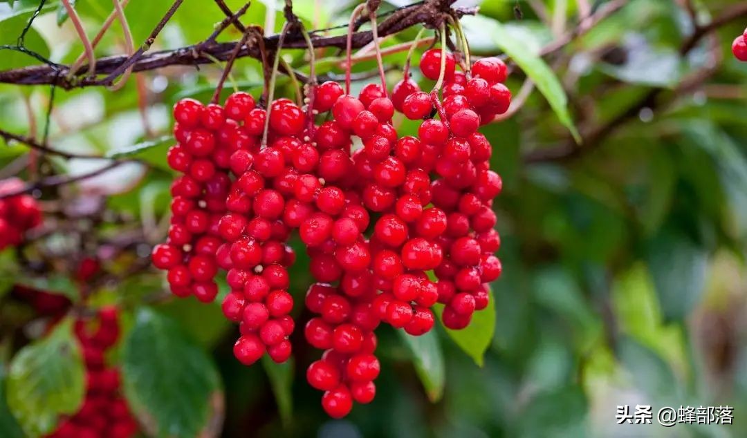 种植药材好的致富项目是什么,当前热门农村药材种植项目推荐