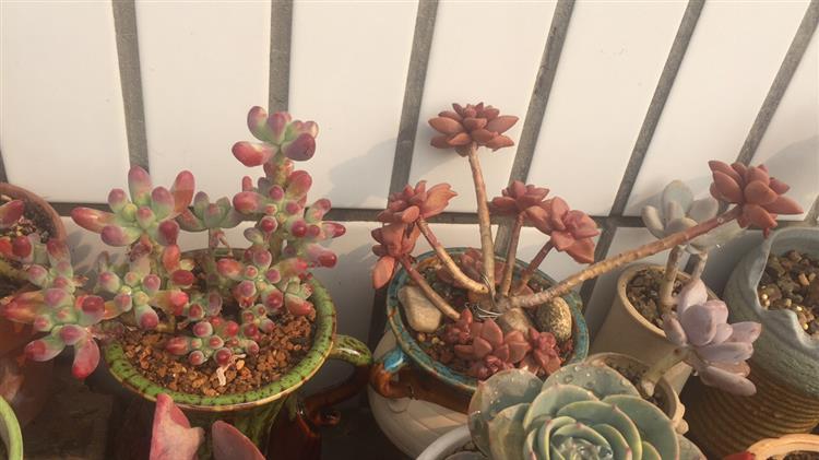 买来的多肉老桩，大神却说是假的，这是怎么回事？