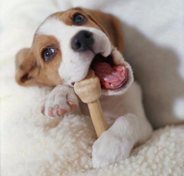 狗狗不爱刷牙有口臭怎么办,两个月的狗狗有口臭怎么办