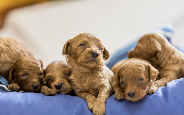泰迪容易出现的病症有哪些,两个月大的泰迪怎么判断健不健康