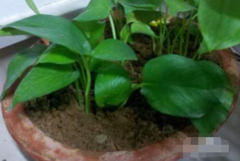 绿萝怎么养不会让它死,绿萝怎么补救最快最有效