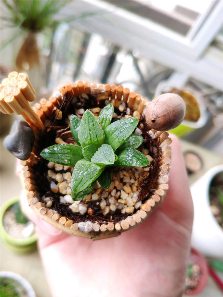 养多肉用什么样的镊子,高手在民间种多肉