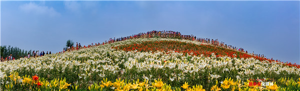聚焦*安泰**看发展|以花为媒,惠美“泰山•百合和园”田园综合体花开最美乡村