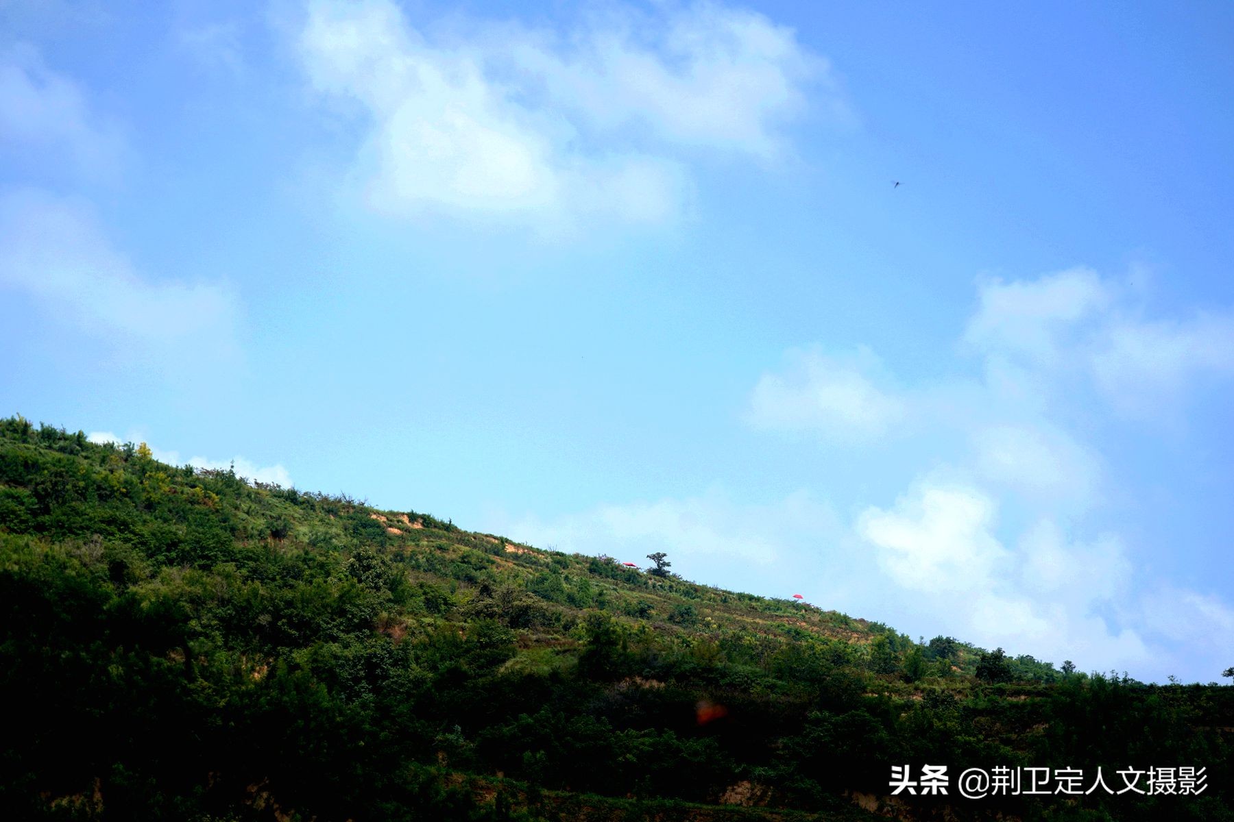 橘子树四五年了没结果,好几年的橘子树怎么不结果