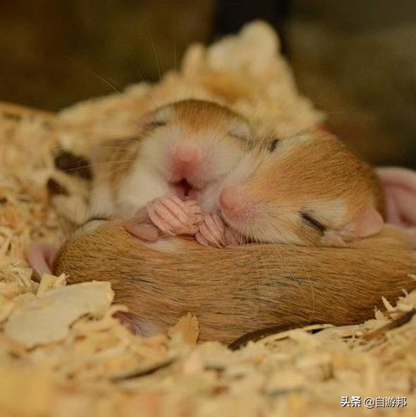 台北「猎奇动物」咖啡厅推荐！陪你度过放松时刻