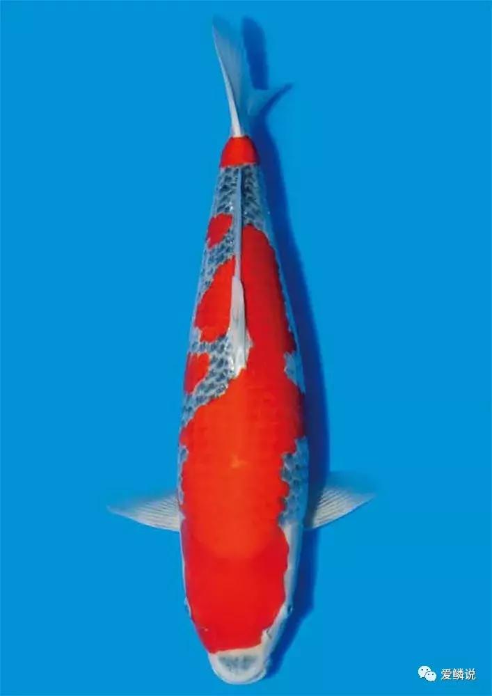 如何正确的治疗肠炎,肠炎的预防护理性知识有什么