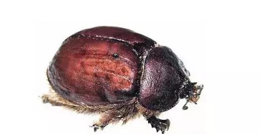 变美变精致的100个技巧,100个小妙招教你变美