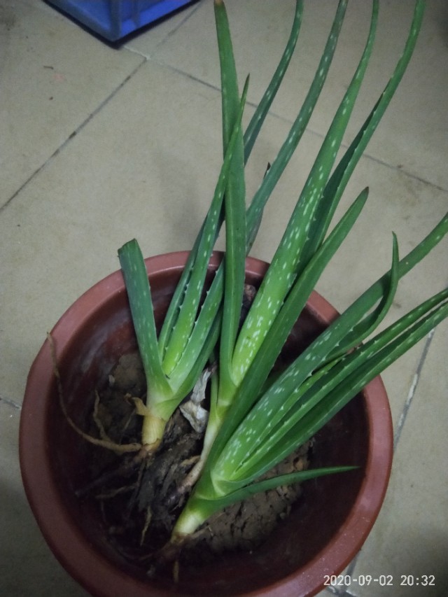 芦荟怎么养才能养得更好,芦荟在阴坡养还是在阳坡养好