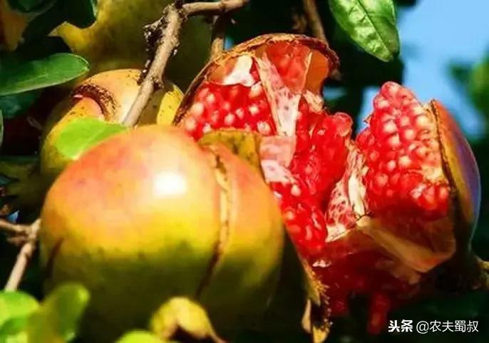 雅诗兰黛清甜汁,可以吃的雅诗兰黛是什么