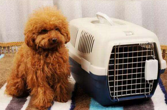 狗狗怎么托运最便宜,狗狗如何托运避免死亡