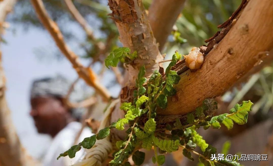 天人感应属于什么哲学思想,天人感应是怎么形成的