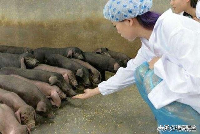 母猪乳房炎能不能喂母猪,治疗母猪乳房炎的最佳方案