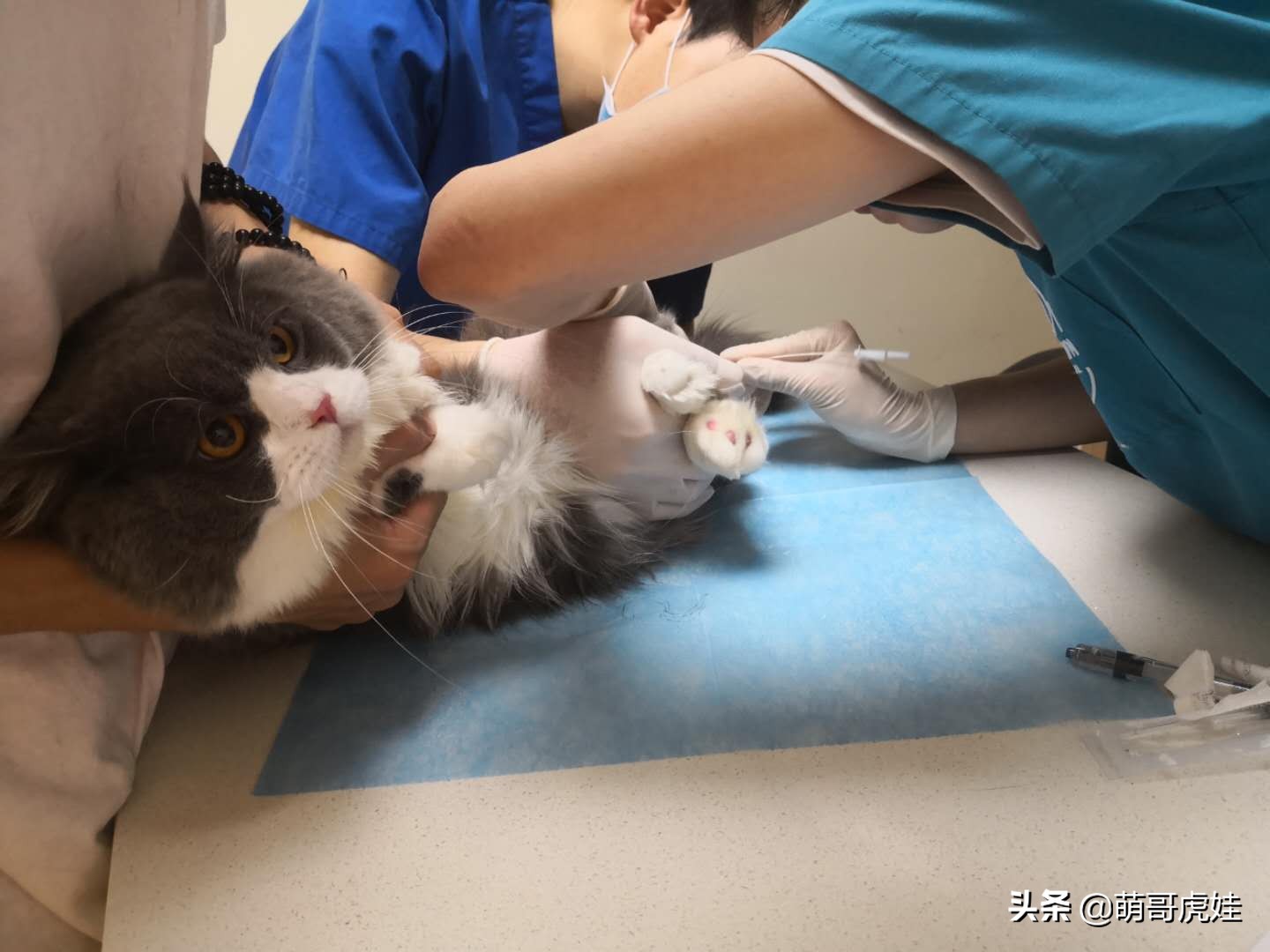 猫有没有不孕不育的,猫咪多大有生育能力公猫