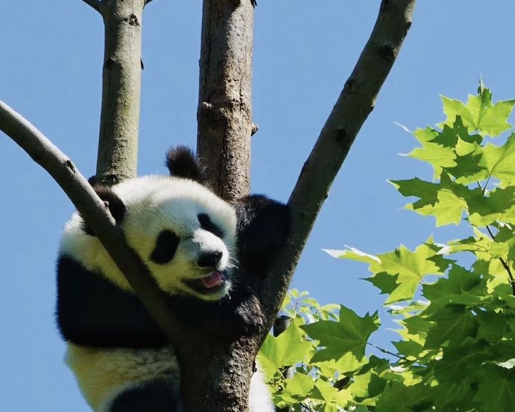 在四川哪里碰见熊猫几率比较大,成都市区出现野生熊猫