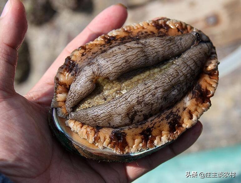 世界上最贵的几种食材有哪些,世界上最贵最顶级的食材