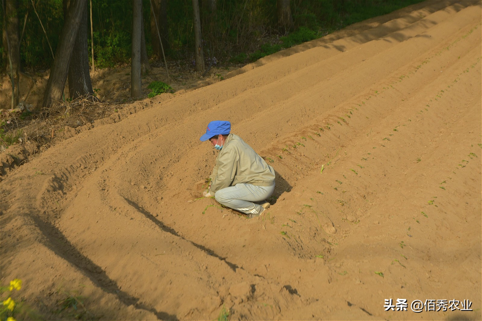 种红薯苗卖能挣钱吗,农民种植养殖年挣20万