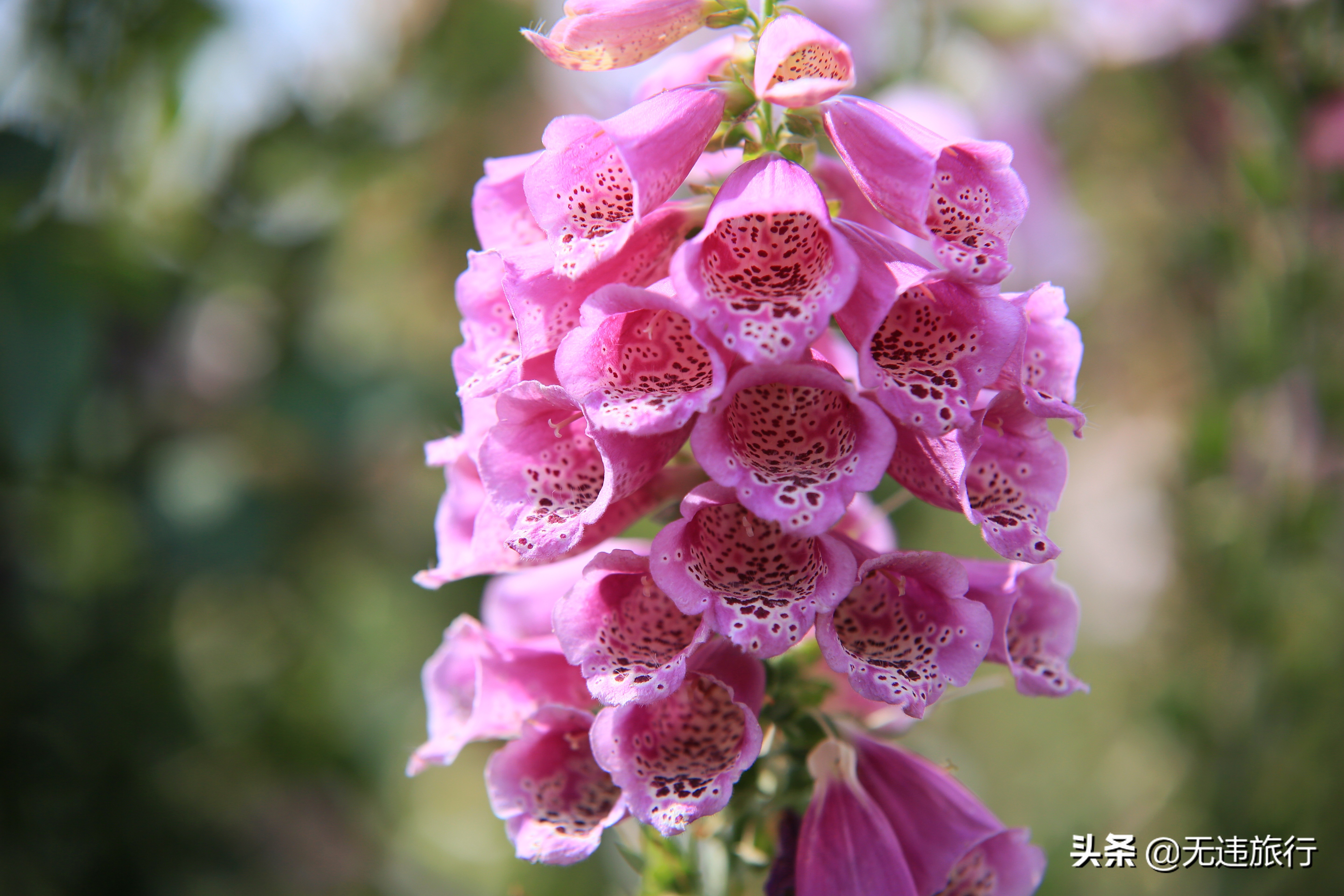 大理网红打卡地草场,大理网红打卡地猫米花园