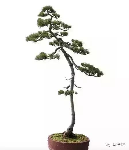 泰山松文人盆景,山松盆景100幅欣赏