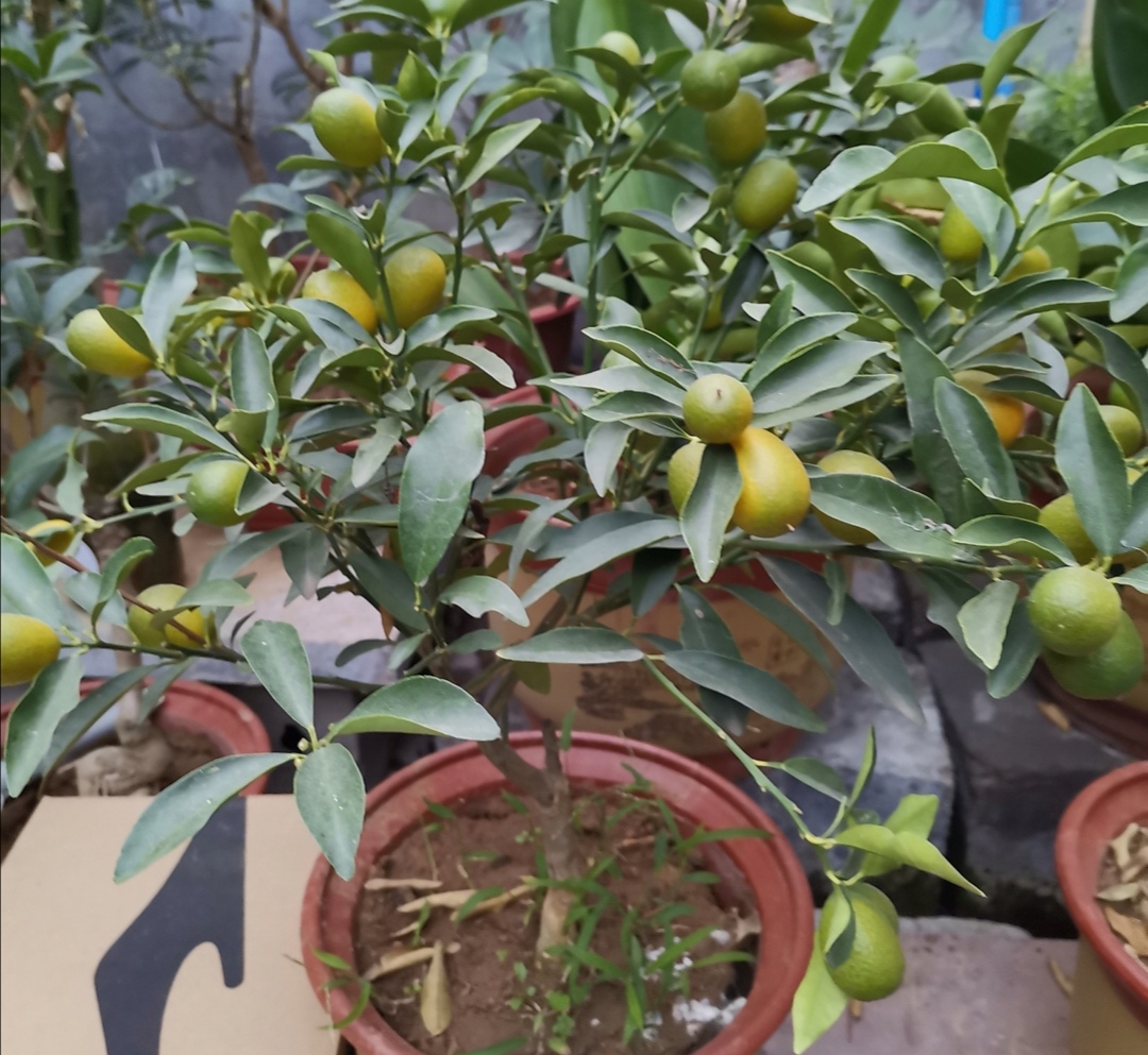 家庭养金桔施什么肥料,家庭养金桔的正确方法