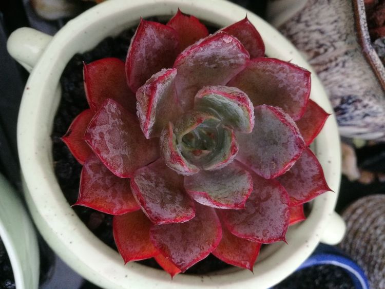 误打误撞的多肉情缘,带我走进多肉小世界!