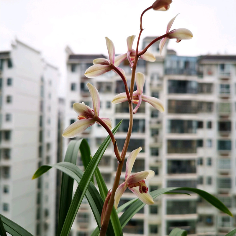 兰花黑斑病，试试这样防治，简单好用