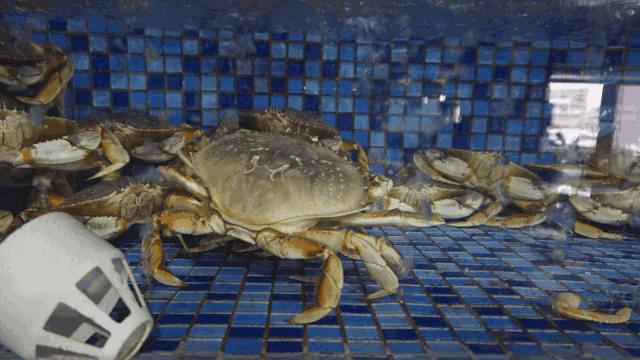 连云港本地吃海鲜攻略速来看,连云港旅游海鲜美食