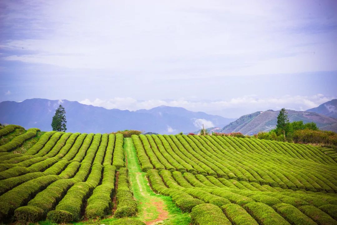 山如碧浪翻江去译文,山如碧浪翻江去下一句