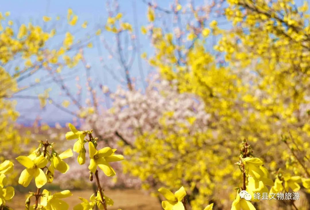 美丽乡村百花开,美丽乡村百花节