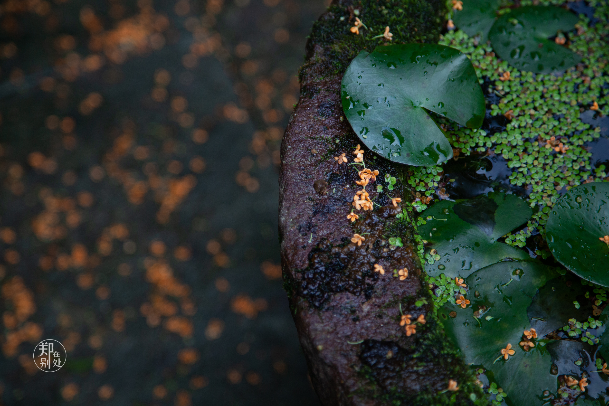 坐公交游杭州几路最好,杭州87路公交沿路风景