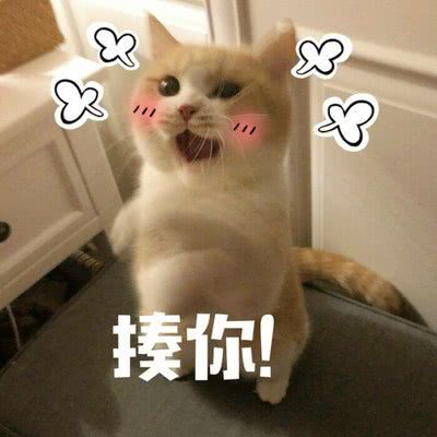 演技爆表!为了不吃药这猫学会了螃蟹的技能