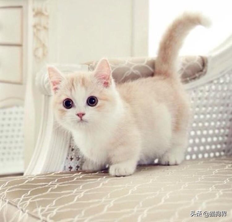 想要领养小猫怎么办,想要领养一个女孩要有什么要求