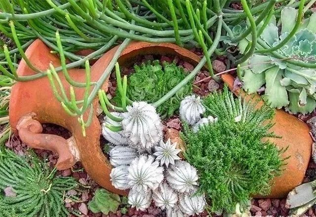 不小心打碎花盆有什么预兆,花盆打碎了能做什么