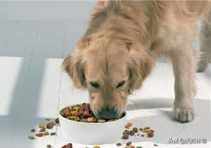 宠物得癌症吃什么营养膏,宠物癌症