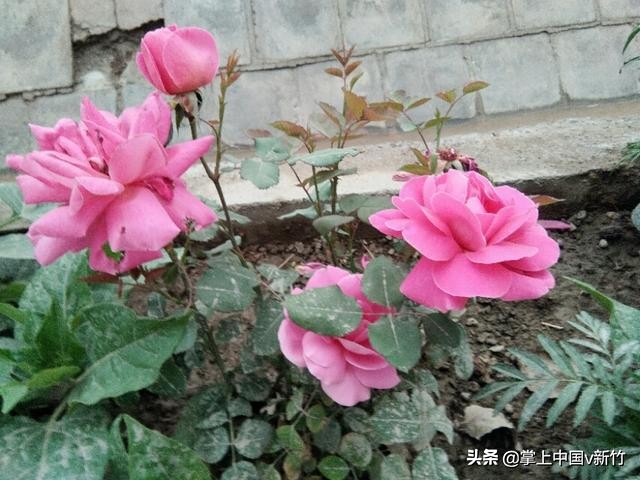 掌上中国之在*疆新**库车打工的日子（我喜欢库车的农村）