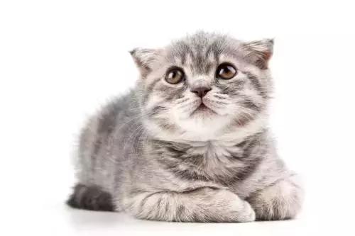 猫咪散播的谣言,一直有人在背后造谣我该怎么办