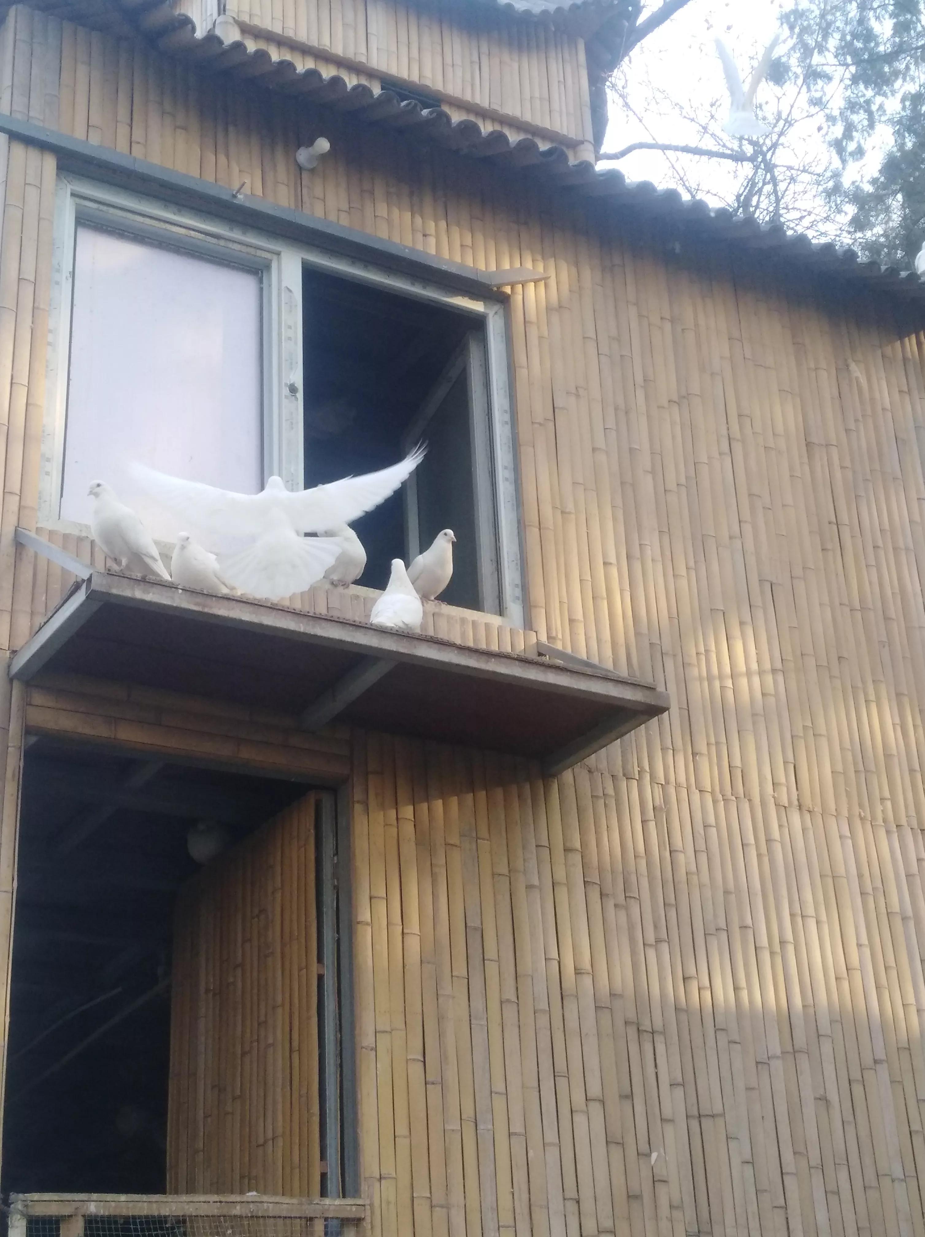 中国百年新诗是什么,中国新诗百年