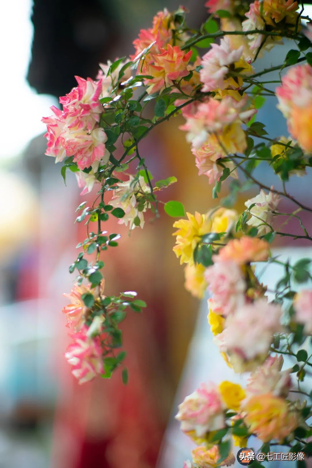 七工匠75mmf1.25夜神人像镜头,七工匠75mmf1.25参数